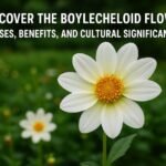 Discover the Boylecheloid Flower: Uses, Benefits, and Cultural Significance