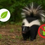 How to Get Rid of Skunks Naturally Without Harmful Chemicals