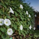 How to Grow Moonflower H Successfully in Your Backyard Garden