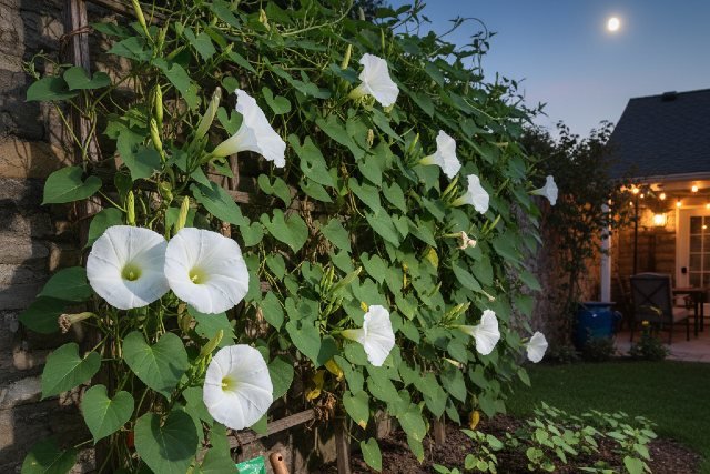 How to Grow Moonflower H Successfully in Your Backyard Garden