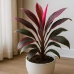 Ti Leaf Plant Indoor Care: Light, Water, and Soil Requirements